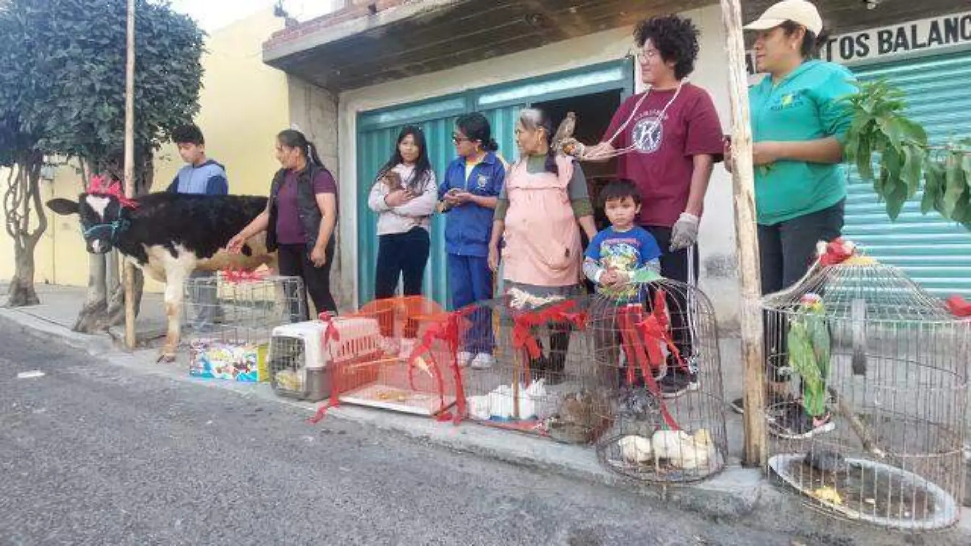 Bendición de animales